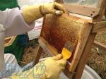 عسل طبیعی زنبوزدار تیران آنالیزدار(ارسال رایگان} 