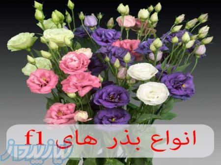 فروشگاه ظرافت ارائه کننده انواع بذر گل های f1 