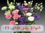 فروشگاه ظرافت ارائه کننده انواع بذر گل های f1 