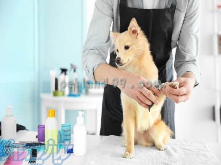 آموزش آرایش سگ و گربه 