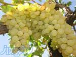 تولید و فروش بهترین انواع نهال و درخت میوه و زینتی در نهالستان آذربایجان 