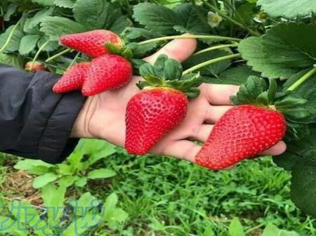 فروش نشا توت فرنگی 