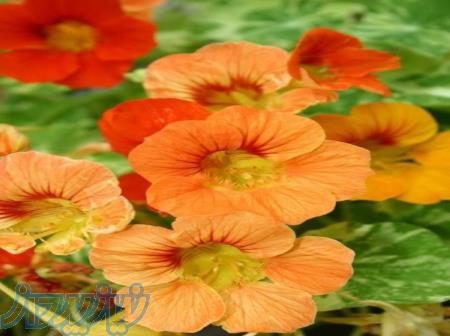 تعدادی خانوم وآقابرای کاریک روزه درصرافی نیازمندیم 