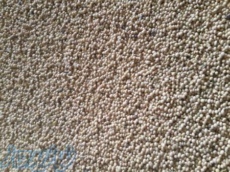 فروش عمده دانه پرندگان