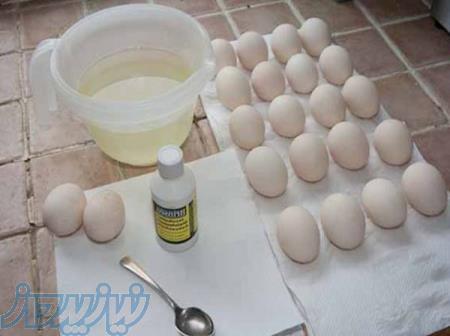 تخم نطفه دار مرغ # خروس #بوقلمون # قرقاول # طاوس 