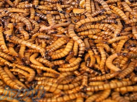 میلورم، سوپرورم، جیرجیرک، سوسک تاریکی 