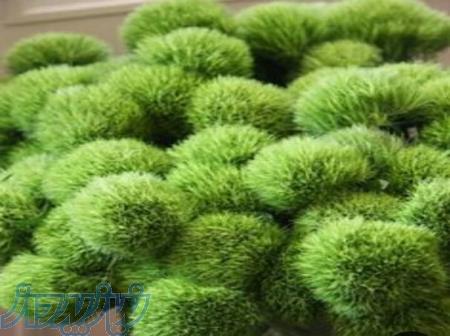 مخمل   پودر مخمل   فروش مخملپاش 