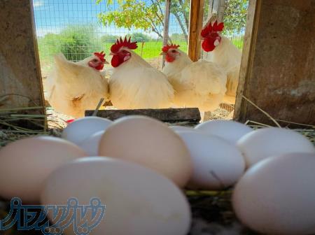 مرغ و خروس برسه گوشت قرمز 