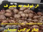 فروش بیواسطه پیاز گل نرگس شهلا بسیار معطر (بهبهان( 