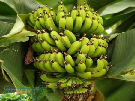 فروش نهال موز پایه کوتاه کاوندیش 