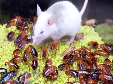 سمپاشی حشرات موزی در ارومیه 