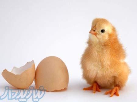 جوجه یک روزه 