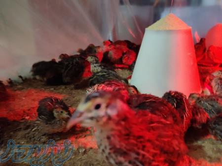 بلدرچین 30روزه 