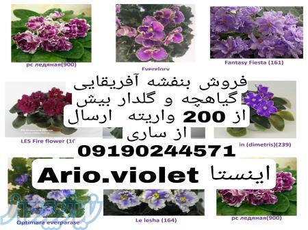 گلخانه بنفشه آفریقایی اریو 