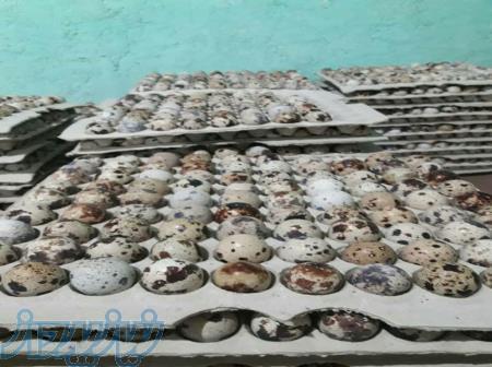 تخم خوراکی ونطفه دار بلدرچین 