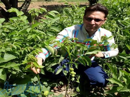 فروش نهال گردو چندلر و کانادایی 