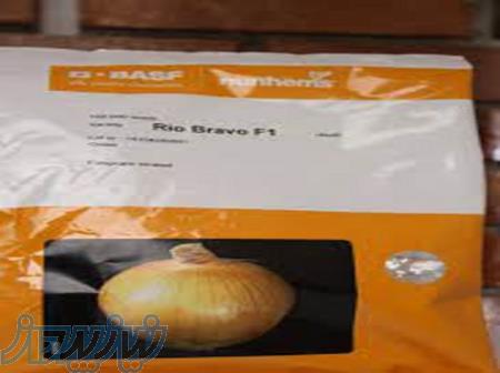 فروش بذر پیاز ریو براوو