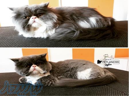 آرایشگری حیوانات خانگی 