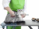 آموزش آرایش حیوانات خانگی 