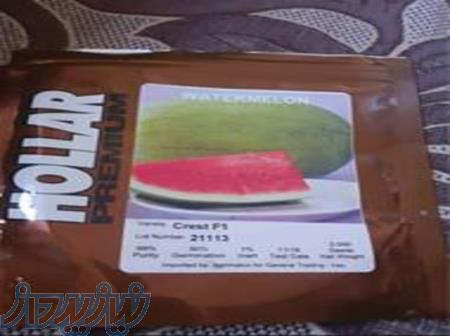 فروش بذر هندوانه هولار