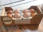 طراحی و تولید کارتن تخم مرغ ( کارتن سازی کارنوپک ) 