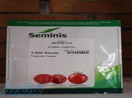 فروش بذر گوجه فرنگی برنتا