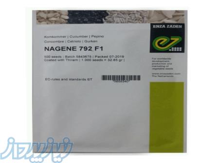 فروش بذر خیار ناگین