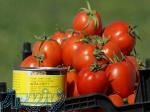 بذر گوجه فرنگی افرا با حجم بالا و بار دهی بالا 
