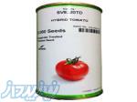 بذر گوجه 8320 اصل تایلندی و هندی 