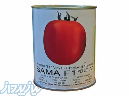 فروش بذر گوجه فرنگی سما