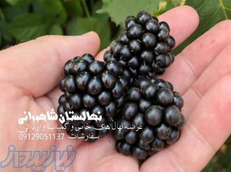 فروش نهال بلک بری در واریته های مختلف 