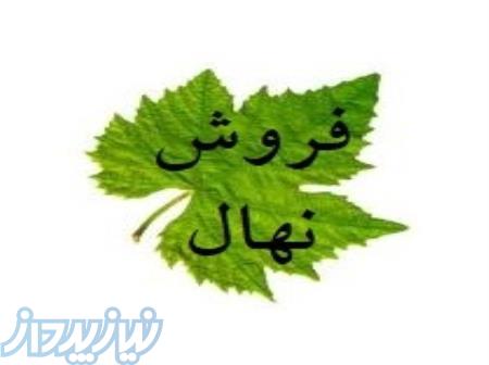 تولید و فروش نهال در ابهر - نهالستان زربرگ ابهر مهندس مختارزاده 