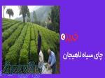 فروشگاه چای لاهیجان 