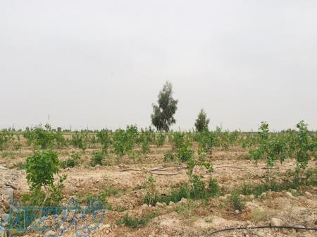 فروش باغ پسته 1527 متری با درختان 6 ساله  گرمسار -نوده