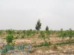 فروش باغ پسته 1527 متری با درختان 6 ساله  گرمسار -نوده
