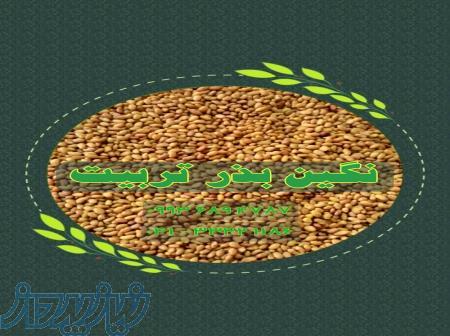 فروش انواع بذر یونجه سردسیری و گرمسیری با قیمت دست اول