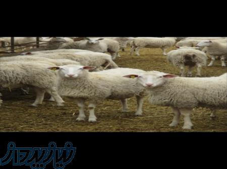 واردات و فروش انواع گوسفند نژاد رومن 