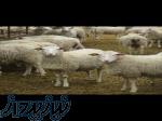 واردات و فروش انواع گوسفند نژاد رومن 