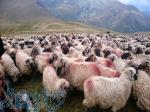 گوسفنده زنده مرغوب