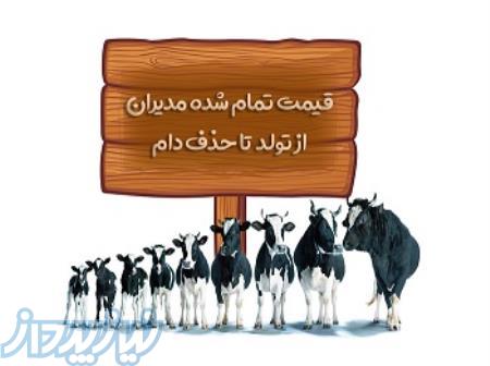 نرم افزار قيمت تمام شده (گاوشيري   دام سبك) 