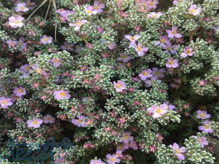 کاشت چمن فرانکینیا