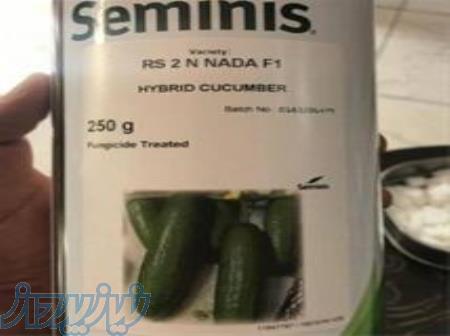 بذر خیار رویال 2N