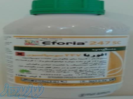 سم افوریا سینجینتا 