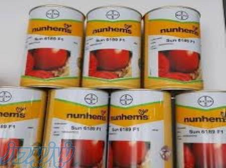 بذر گوجه سانسید 6189