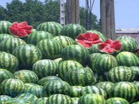 بذر هندوانه مونتانا