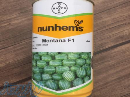 بذرهندوانه مونتانا