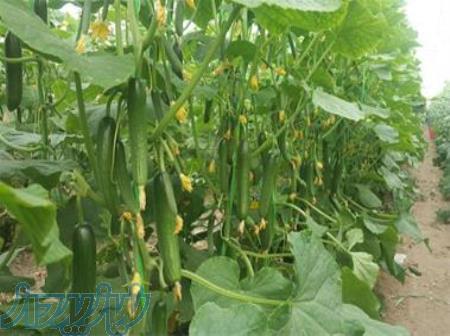 بذر خیار ناگین