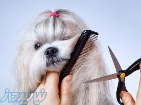 آرایش موی حیوانات در منزل