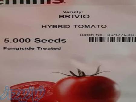 بذر گوجه فرنگی بریویو سیمینس 
