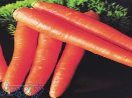 بذر هویج نانتس 